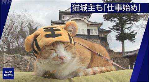 日本備中松山城超萌貓城主　結束新年假期開工