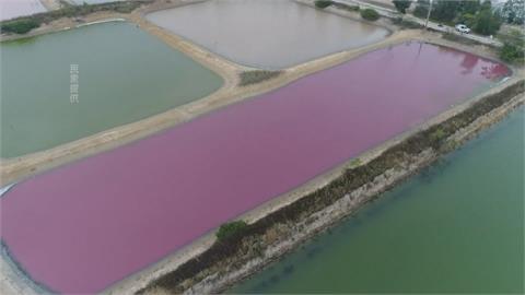 「七股粉紅湖」　民眾亂丟垃圾讓魚塭主人困擾