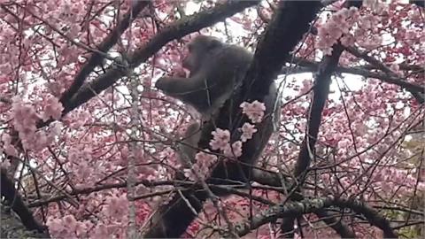 大年初三武陵賞櫻  民眾驚呼:猴子在吃櫻花