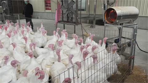 寒流急凍火雞也怕感冒　農民砸百萬裝暖氣機
