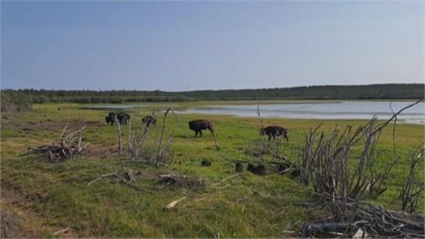 有望減緩氣候變遷　俄國雅庫特地區引進野牛