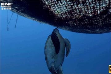 海龜遭釣勾脖喪命 保育人士籲設海洋保護區