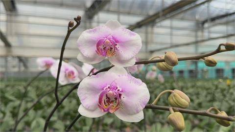 對等關稅20%衝擊蘭花業者　台灣4成蘭花輸美戰略布局大受考驗