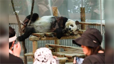 上野動物園熊貓提前歸還　日民眾冷淡：令和時代外交手段應與昭和不同