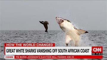 一條都看不到！南非開普敦「大白鯊天堂」過度捕撈爆生態危機