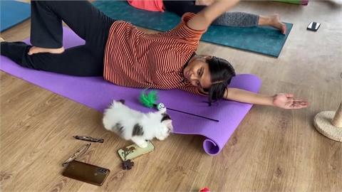 「貓教練」陪練瑜伽　下課還能領養帶回家