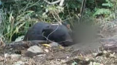 台灣黑熊疑遭獵殺死亡？　頭胸外傷被掩埋