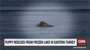 萌犬受困結冰湖面 土耳其警跳湖相救