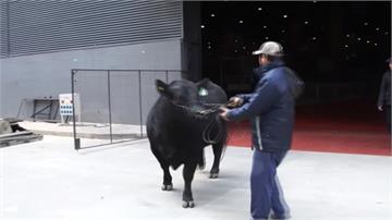 致敬世足法國超新星 公牛獲命名「姆巴佩」
