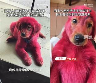 可惡！中國網友為了炫耀　竟把自家黃金獵犬染紅