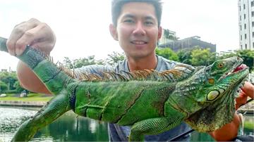 釣客甩竿拋假餌 台中康橋釣到綠鬣蜥