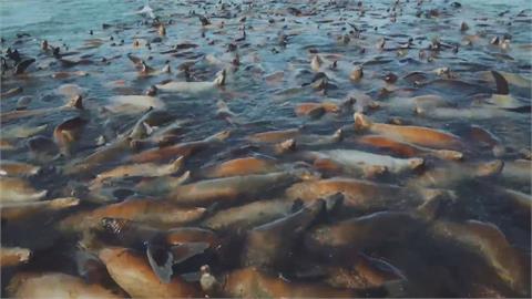 享受日光浴！　俄羅斯遠東地區沿海現千隻海獅