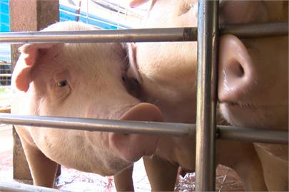 快新聞／歐洲國家「蒙特內哥羅」傳非洲豬瘟案例　即起該國豬製品嚴禁入台
