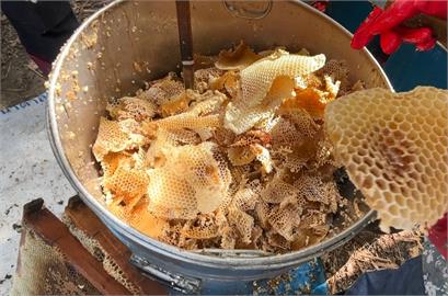 熱搜／今年龍眼蜜大豐收！台南養蜂「苦盡甘來」採收量多2至3成