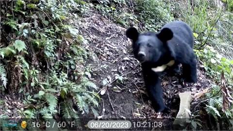 展現護熊決心成立台灣黑熊巡守隊　屏東大武部落成保育示範部落