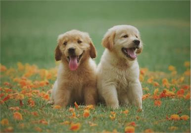 毛孩未補打狂犬病疫苗　飼主拒繳罰鍰險遭強制執行