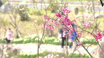 櫻花、杜鵑花陸空齊放！陽明山滿山粉紅