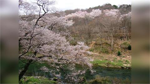 快新聞／賞櫻驚魂！日本89歲翁爆走咬傷女子　坐上警車後竟「離奇猝逝」