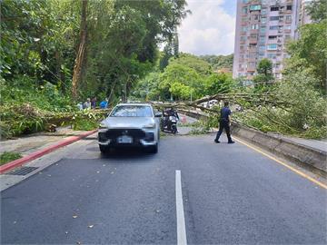 砸到行駛中車輛！辛亥路12公尺路樹倒塌　藍議員開轟北市府