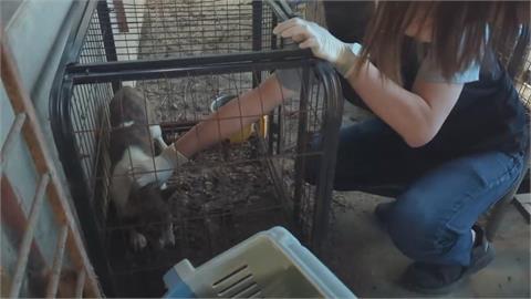 殘忍！嘉義犬隻遭割聲帶　黑心繁殖場遭移送偵辦