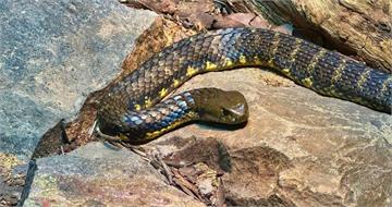 被蛇咬沒送醫！爸媽找法師「綁竹架浸恆河水」　13歲弟泡12小時喪命