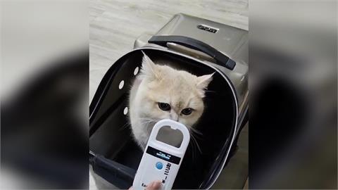 桃園男花14萬買貓虐待！猛捶、蓮蓬頭水狂沖　動保處：貓已帶走