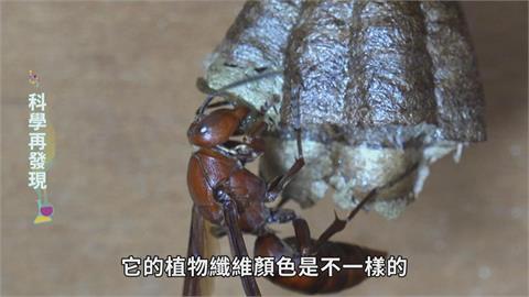 用幾何熱力學築巢　解開野蜂巢室六角奧秘