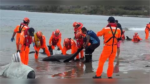屏東海口沙灘驚傳11隻小虎鯨集體擱淺！4隻已死亡　7隻搶救中