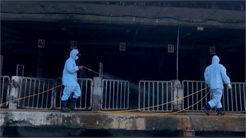 「禁運令」11/6午後解禁! 豬農開心喊:無薪假結束了