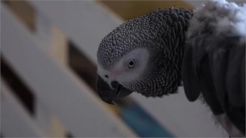 人類飼養需求釀灰鸚鵡生存危機　保育團體籲跨國合作打擊走私