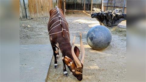 跨海來台娶老婆！瀕危「斑哥條紋羚」抵台　肩負台北動物園保育重任