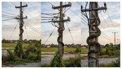 7米巨蟒攀電桿獵鴿！慘遭高壓電「雙擊」炸火花墜地慘死　「尬電」畫面曝光