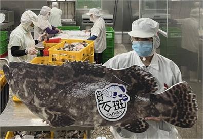 歷經8年雙邊諮商　台灣養殖龍虎斑獲准銷往日本