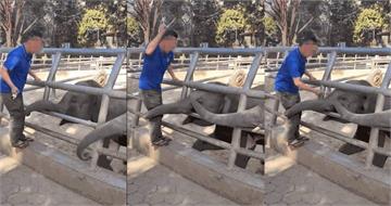 動物園飼養員拿金屬鎖「毆打小象」園方稱：嚇嚇牠　挨轟才認錯道歉