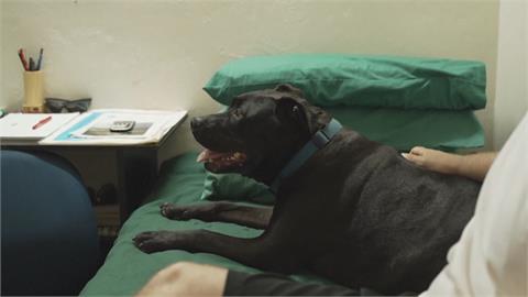 10歲狗狗患分離焦慮症 在澳洲監獄找到新家