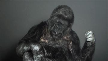 這隻猩猩入圍全球百大思想家 與霍金同榜