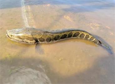 快新聞／到底是蛇還是魚？美國密蘇里州驚現「蛇頭魚」　官方建議看到就殺
