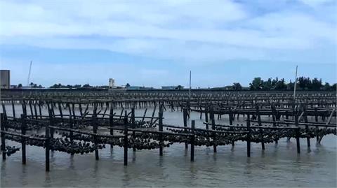 嘉義沿海出現「蚵仔大盜」割下整串蚵仔　蚵農痛心