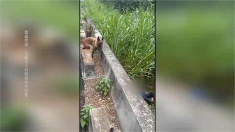 彰化失智嬤走失　搜救犬「馬莉」水溝找到人立功