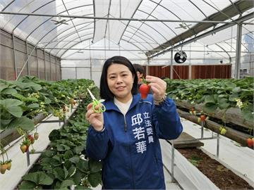 快新聞／罷免二階連署破3萬！　桃園藍委邱若華稱：聽到消息當下心裡平靜