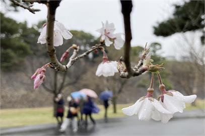 暖冬影響日本櫻花「花季延後」　高知「染井吉野櫻」最快綻放