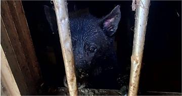 6犬關山上空屋每天活在糞水中「連乾淨水都沒得喝」惡劣飼主遭開罰