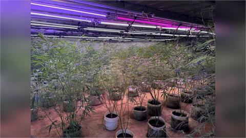 新北石門藏大麻溫室！父子種毒網路販售　共5人遭收押起訴