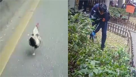 警察街頭「雞」戰！漁網「ㄏㄡˊ」1.5小時　百米衝刺小朋友狂鼓掌