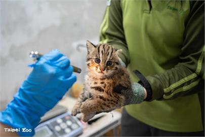 石虎姊妹花誕生！　北市動物園邀你來命名