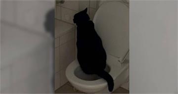 馬桶多年懸案兇手竟是牠　飼主傻眼：不會沖水也學人用廁所
