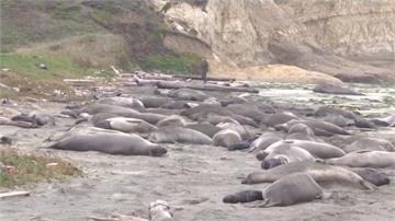 美國政府關門35天 大批海象占領加州海灘