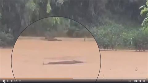 廣東暴雨！養殖場淹大水外牆崩塌　4鱷魚趁機落跑