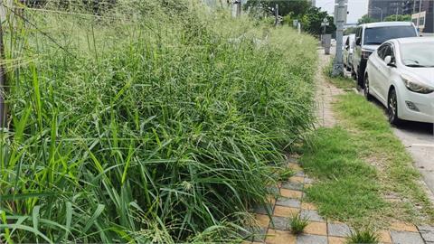 台中人行道驚見兩米高雜草　民眾寸步難行：彷彿穿越叢林