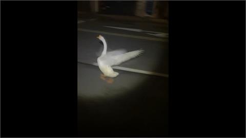 鵝、鴨半夜街上遊蕩　3警包夾圍捕　直呼「比抓嫌犯還困難」